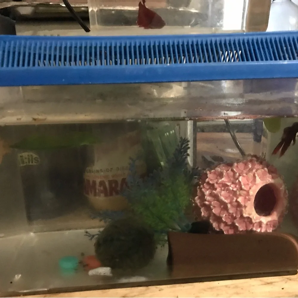 Mini fish tanks 2024